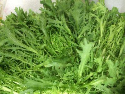 Organic Australia Rocket Lettuce