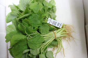 Organic Local Baby Spinach Yuan Ye