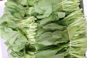 Organic Baby Xiao Bai Cai