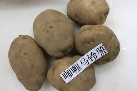 Organic Curry Potato