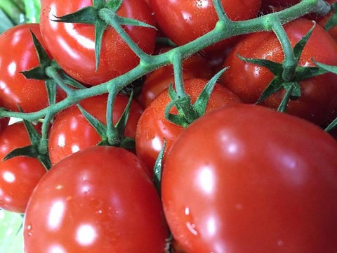 Holland Cherry Tomatoes