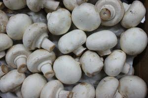 Organic White Button Mushroom