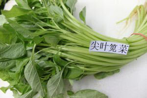 Organic Local Spinach Jian Ye