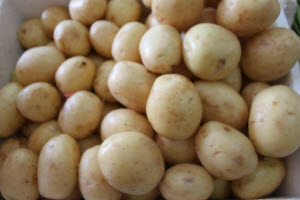 Organic USA Potato