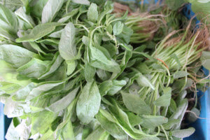 Organic Sharp Leaf Spinach Miao