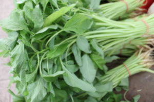 Organic Sharp Leaf Spinach